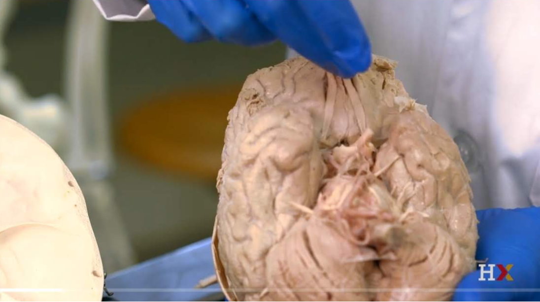 Neuroscience